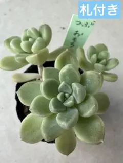 多肉植物　おもち　つぶ　つぶつぶ屋