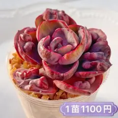 2025年最新】ビヨンセ錦の人気アイテム - メルカリ