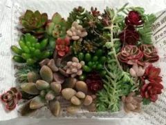 kumi.co♡様 リクエスト 2点 まとめ商品