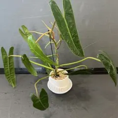 kashikoi kuma様 リクエスト 3点 まとめ商品