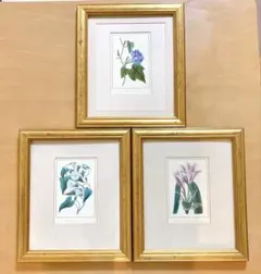 アンティーク風 ボタニカルアート 3点セット ゴールド額 植物画 35×30cm