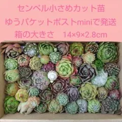 2026年最新】センペルビウムの人気アイテム - メルカリ