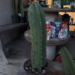 まとめ買いOK 柱サボテン 鬼面角　5頭発根　サボテンブランチ　ドライガーデン 5本限定価格1 柱サボテン 鬼面角 5頭発根 サボテンブランチ カリフォルニア