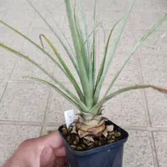 2025年最新】プヤの人気アイテム - メルカリ