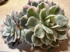 M*y様 4939 新入荷　オンスロー錦　エケベリア　多肉植物　撮影2月26日