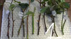 【超希少】バラの枝 Set No.1｜人気品種多め｜挿し木・接ぎ木用