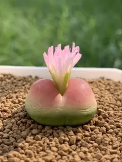 多肉植物　コノフィツム　ラツム　0.9cm以上　抜き苗　1点