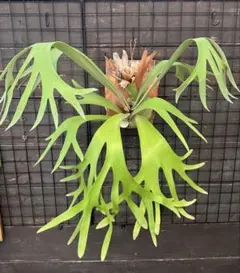 Fuxianhuia protensa 化石 フクシアンフイア 澄江動物群 - メルカリ