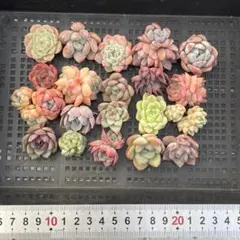 CT1258 ロメオ 50苗 多肉植物 土と根付き エケベリア 韓国苗 - メルカリ