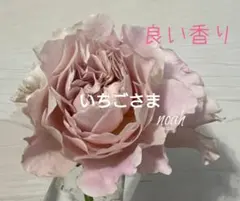 バラ苗 新苗 接ぎ木 自家練習株・余剰分のためお譲り 蕾付き！ - メルカリ