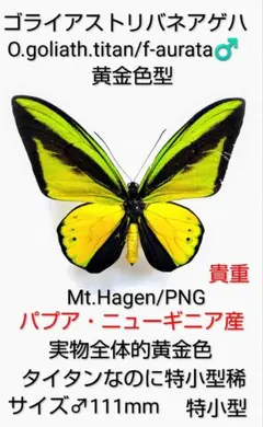 ‼️最終値引き‼️豪華トリバネの世界ゴライアストリバネペア、チトヌストリバネ♂ 最終値引き‼️豪華トリバネの世界ゴライアストリバネペア