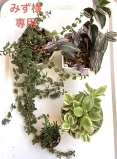 [専用ページ] 4点抜き苗