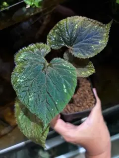 m*n様 【親株】Begonia kapuashuluensis [カプアスフル - メルカリ