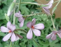 ペラルゴニウム チェリーミルク 苗(鉢植え) - メルカリ