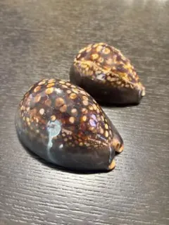 ☆希少☆活き石鯛餌 ☆瀬戸貝☆ かぶせ釣り カラス貝コブダイ 中サイズ
