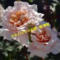 2026年最新】ジニエ クールリッチの人気アイテム - メルカリ