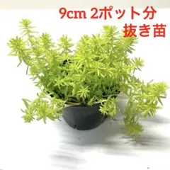 セダム 黄金細葉万年草 抜き苗 2ポット分 グランドカバー ゴールデンカーペット