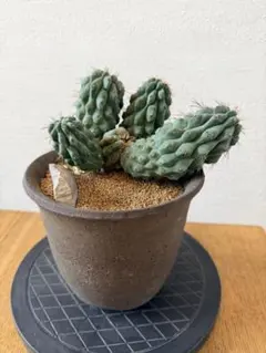 コピアポア エスメラルダナ 4頭 Copiapoa Esmeralda 抜き苗 - メルカリ