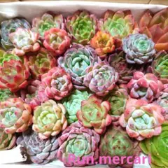 e71多肉植物エケベリア〈カット苗〉☆寄植えMIX☆
