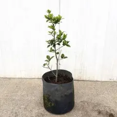 クロソヨゴ/メス株【現品発送】管理80149 クロソヨゴ/メス株【現品発送】管理80149 - メルカリ