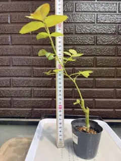 バラ挿し木苗 673 バラ苗 バラ挿し木苗 大きめ ウィリアムシェイクスピア2000 - メルカリ
