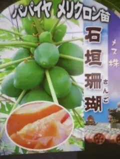 パパイヤ 苗 ハワイオウロ 果樹植物 パパイア 果物・フルーツ・沖縄