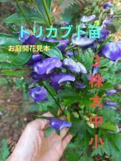 ☘️ななちゃんママ様 リクエスト 2点 まとめ商品