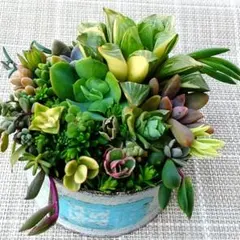 〈夏の寄植えセット!〉斑入りハオルチア　レア品種　エケベリア　セダム　多肉植物のサムネイル