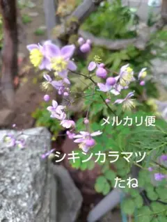 fumi様 リクエスト 2点 まとめ商品