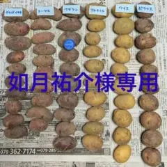 ジャガイモ種芋　如月祐介様専用　Ｋ✳️