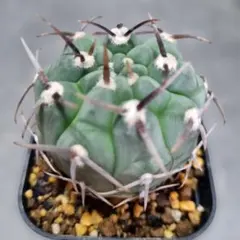 ◇◇　サボテン　ギムノカリキウム　バッテリー　◇◇　抜き苗のサムネイル