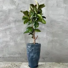 【最高級樹形】　特大　パンダガジュマル　結実　螺旋樹形　10号　陶器鉢　植え込み 最高級樹形】 特大 パンダガジュマル 結実 螺旋樹形 10号 陶器鉢