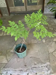 信州産　タラの芽苗木 楽天市場】タラの木 苗の通販