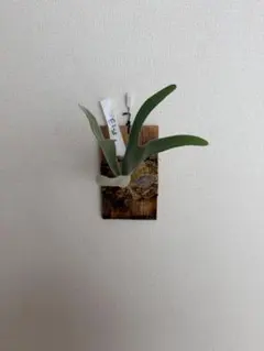 2026年最新】elsa ビカクシダの人気アイテム - メルカリ