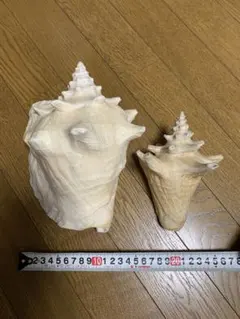 【状態良好】コンクガイ　貝　×2