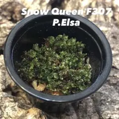 2025年最新】elsa ビカクシダの人気アイテム - メルカリ