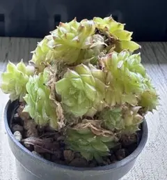 な*ち様 No.201 ラブリー　エケベリア　多肉植物　撮影9月12日