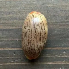 No654 天然貝殻 美品 ヤナギシボリダカラ 柳絞り宝 タカラガイ 標本