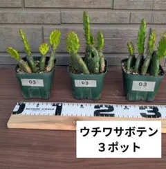 ◇特◇ブセファランドラSP.よりどり3セット（良株） #ブセさかな屋