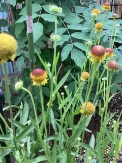 osaku様 リクエスト 3点 まとめ商品