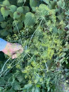 猫執事様 リクエスト 8点 まとめ商品