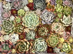 多肉植物　カット苗　詰め合わせ ☆ 大きめ寄せ植えセット