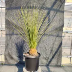 2026年最新】Dasylirionの人気アイテム - メルカリ