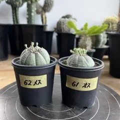 ユ*キ様 ユーフォルビア オベサ雄雌セット❗️ - メルカリ