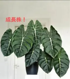 MS14 5株セットアロカシア・ドラゴンスケール・ミント・バリエガータ