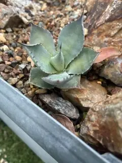 2026年最新】アガベ 子株 セットの人気アイテム - メルカリ