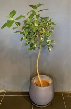 大型 フィカス ウンベラータ 螺旋仕立て 9号 陶器鉢 植え込み発送