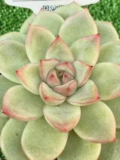 多肉植物　ブラッディマリア✖️ペンタフェイス　札付き！