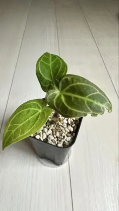 ディッキア・シルバードラゴン：Dyckia 極上美株　アンスリウム　ドラヤキシルバー　お椀型　激レア　株分 'Silver 品種紹介 Dragon' その他観葉植物