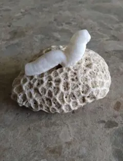 2025年最新】イシカブラの人気アイテム - メルカリ